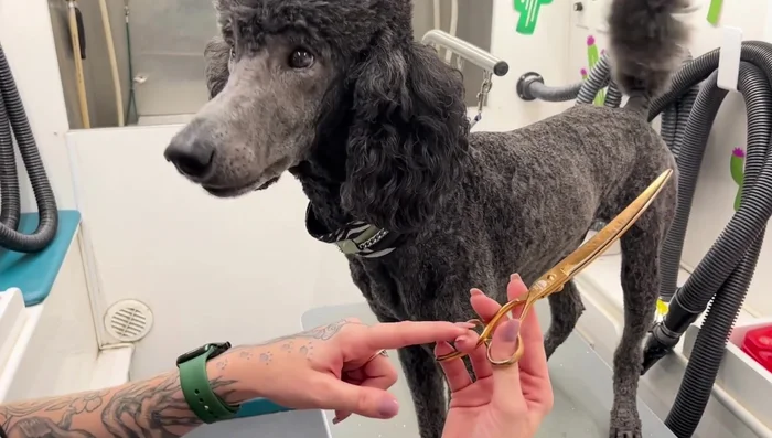 Hold the shears firmly but not tightly, ensuring a comfortable grip.