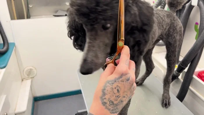 Hold the shears firmly but not tightly, ensuring a comfortable grip.