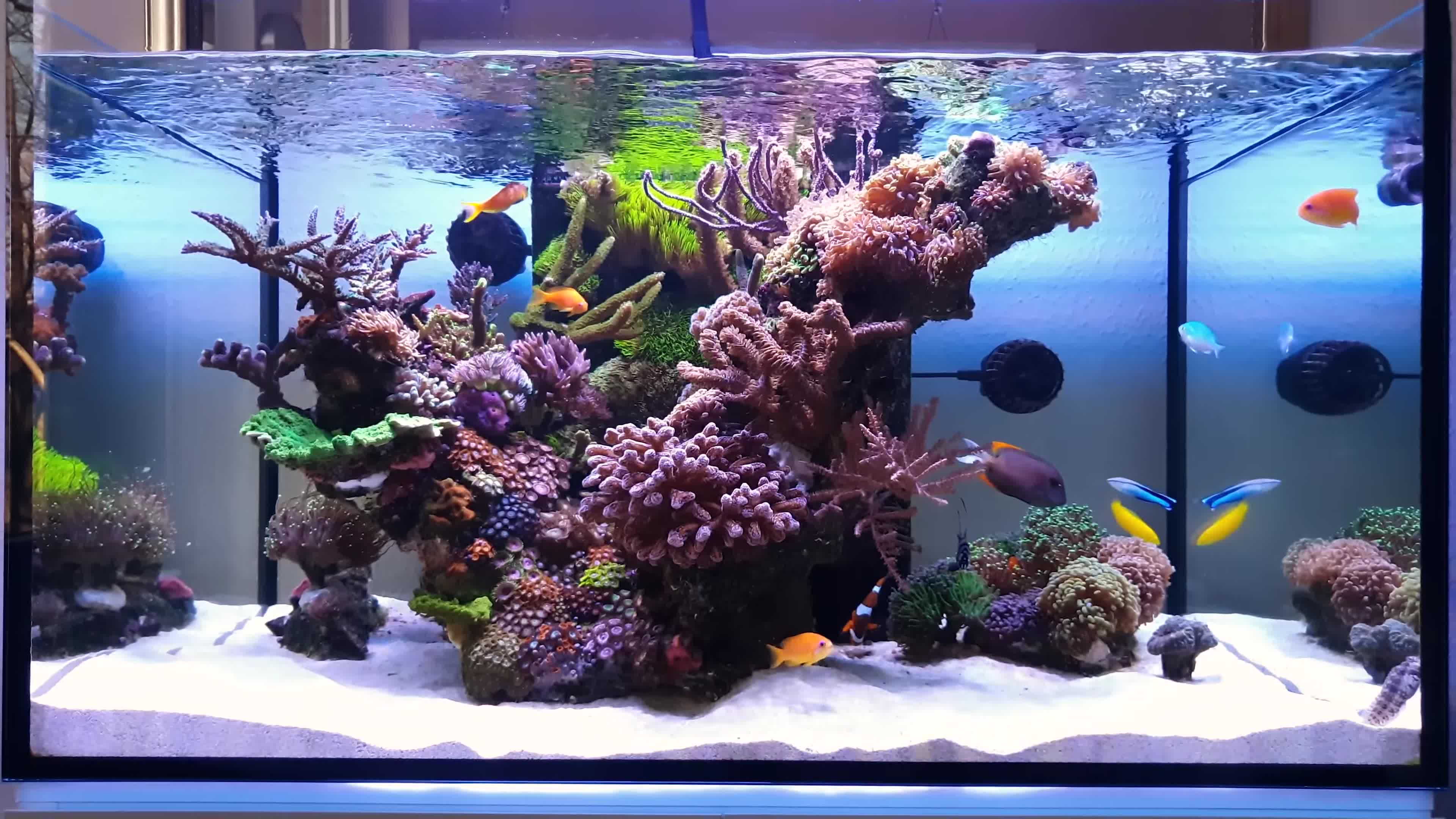 Overall shot of the aquarium showcasing its size and dimensions.