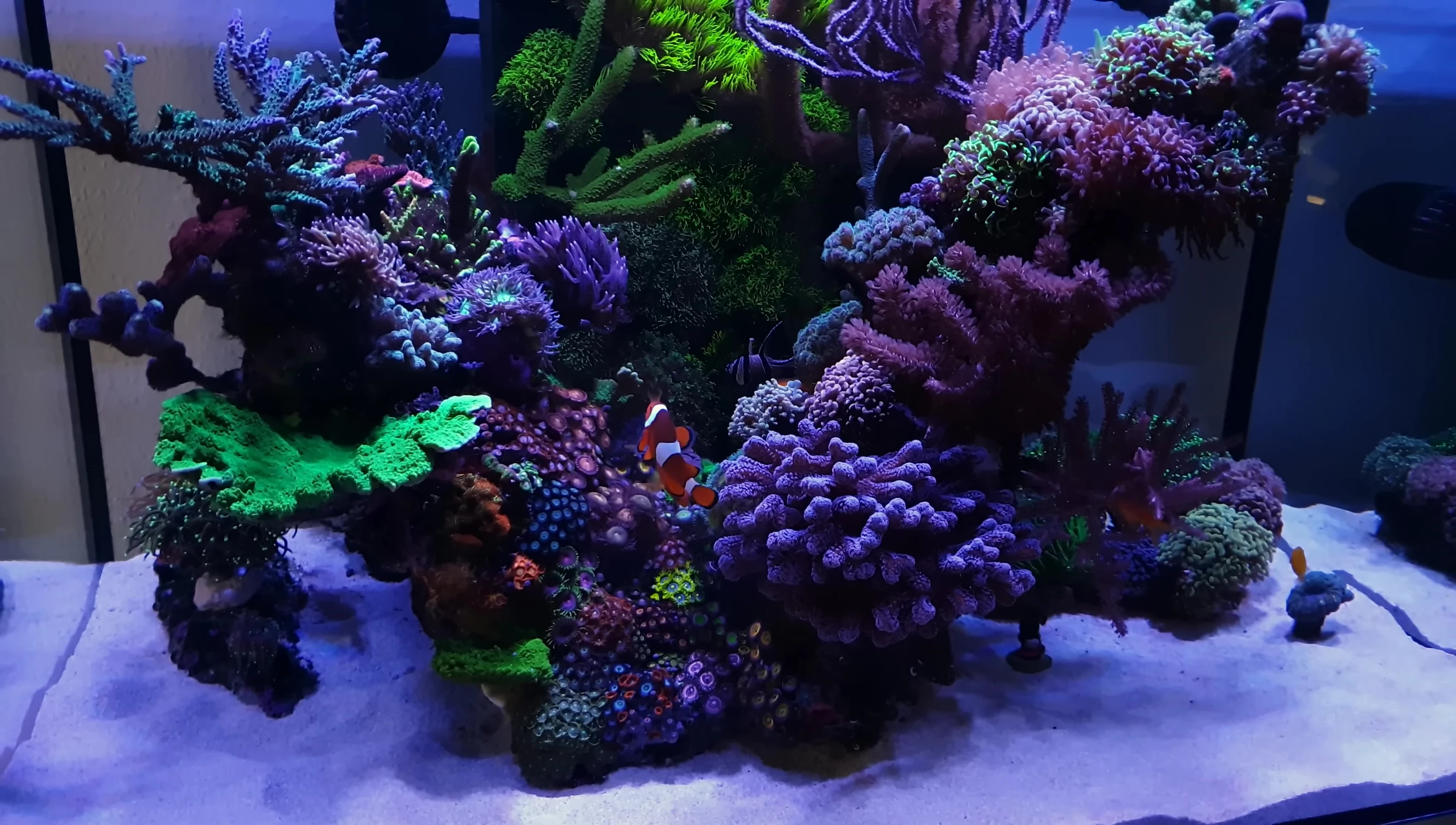 A shot highlighting the beneficial microorganisms within the tank.