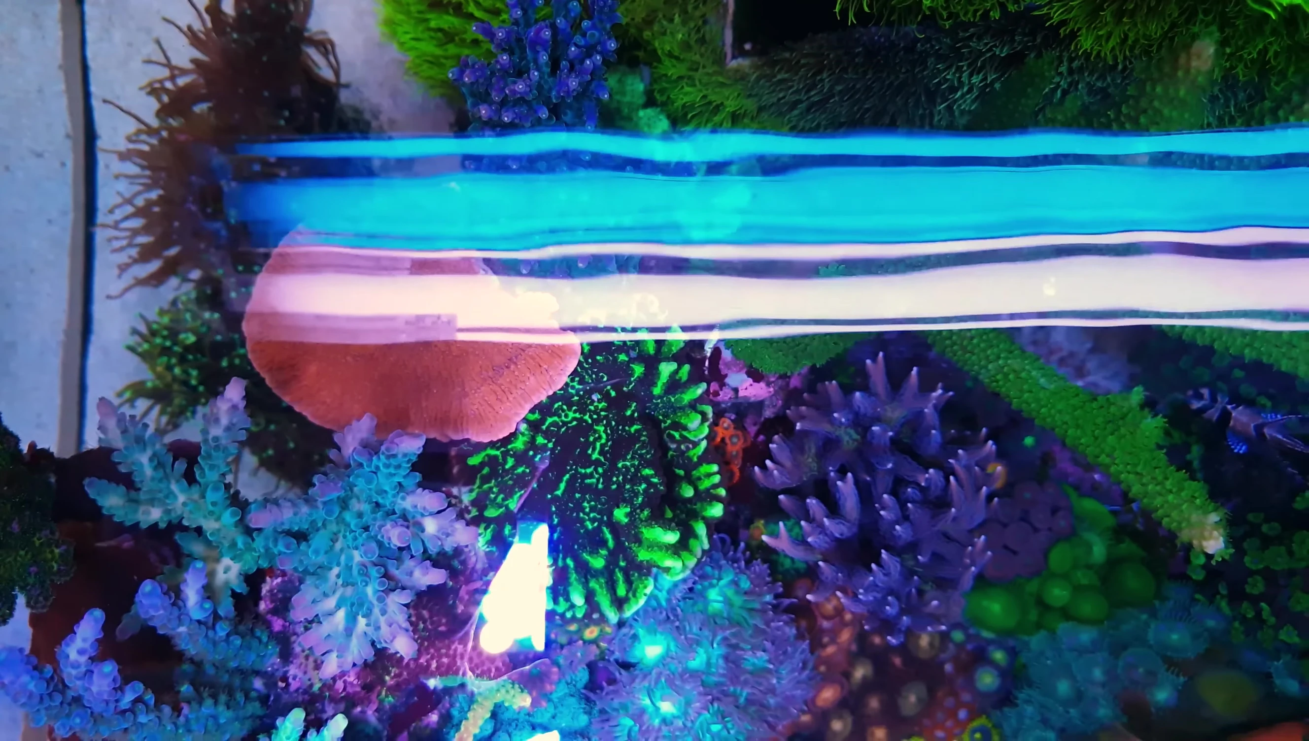 Shot emphasizing the importance of stability in reef keeping