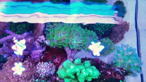 Stunning 90-Gallon Reef Tank: A Clean and Minimalist Aquascape