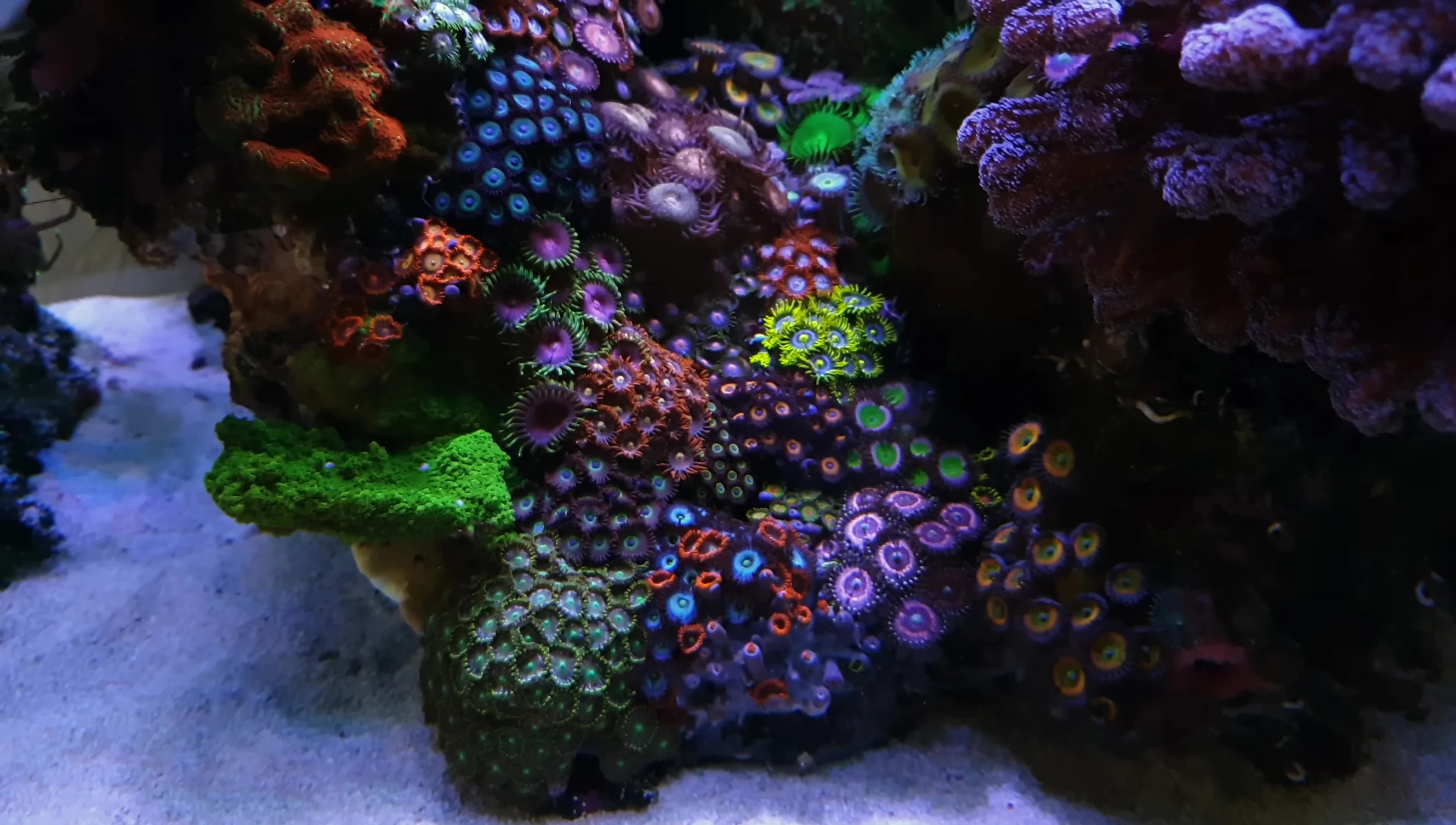 Visual representation of the Red Sea's vibrant coral reefs, providing context for Tim's inspiration.