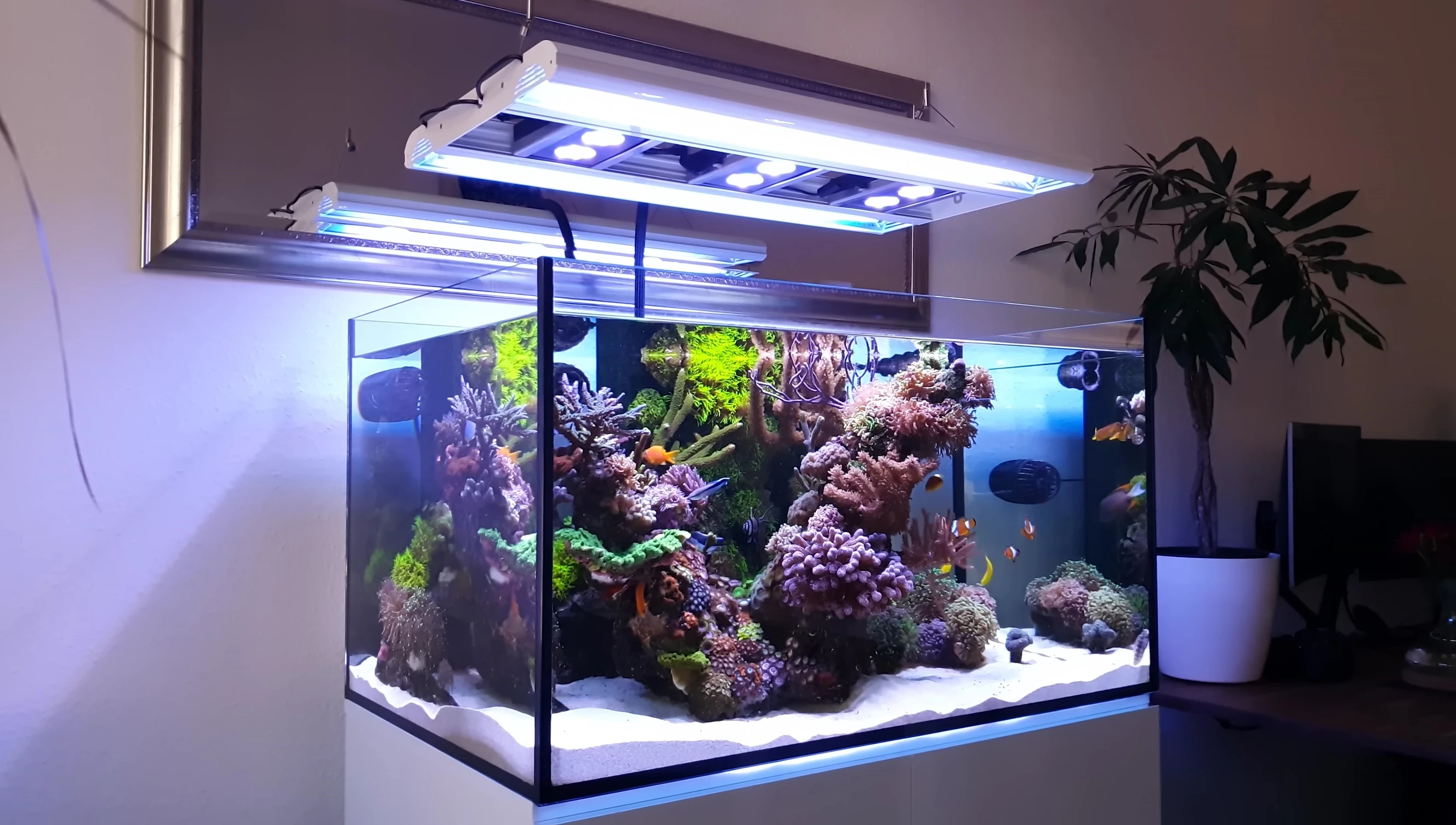 Tim performing routine maintenance tasks on the aquarium.