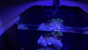 Innovative Marine Nuvo Fusion 15 Gallon: A Budget-Friendly Reef Tank Setup