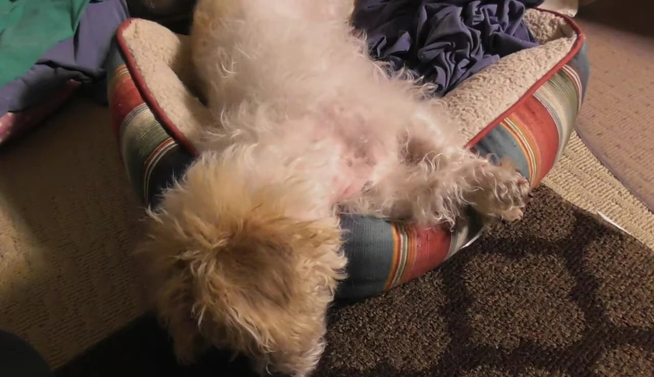 Groomer using the scissors on the dog.