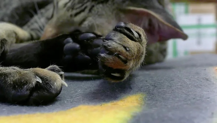 Get your cat used to the clippers. Leave them out for your cat to investigate, or place treats nearby. Gently introduce the sound of the clippers near their paw.