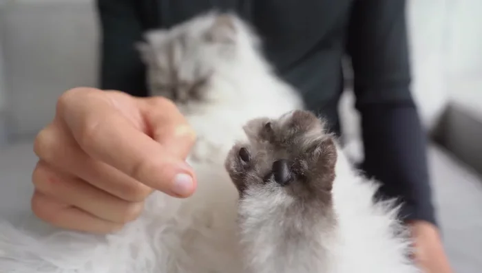 Get your cat used to the clippers. Leave them out for your cat to investigate, or place treats nearby. Gently introduce the sound of the clippers near their paw.