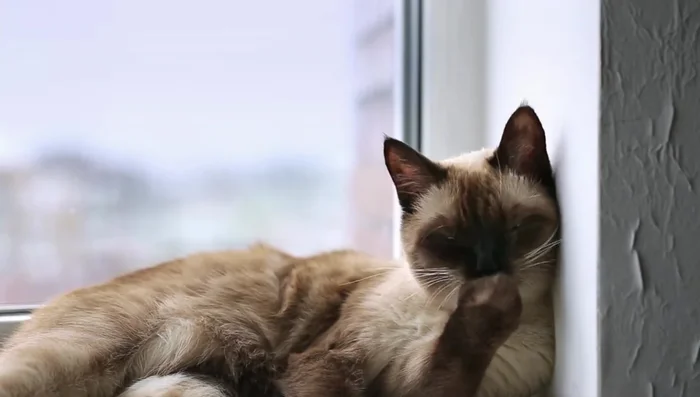 Familiarize yourself with the paw anatomy to avoid cutting the quick.