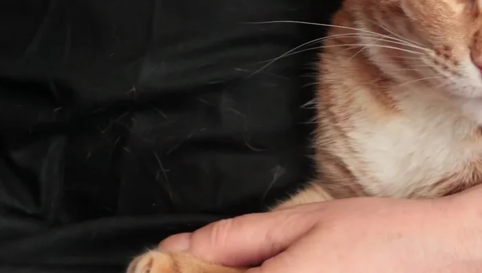 Place your cat on your lap, gently extend a claw, avoid the quick, and trim the sharp point. Immediately reward with a treat.