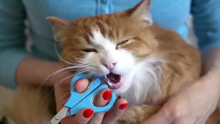 If your cat gets antsy, stop and end the session. Multiple short sessions are better than forcing a stressed cat.