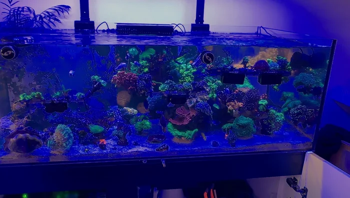Perform a water change on the side being rescaped, removing detritus.