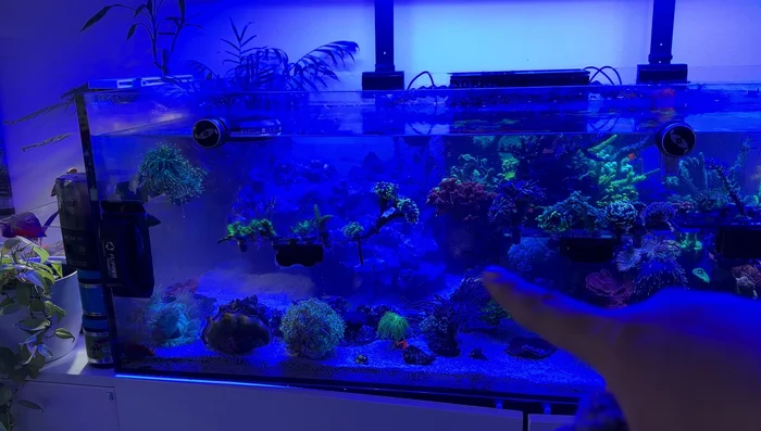 Attach corals to the new rocks using super glue.