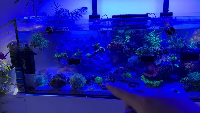 Top off the water and restart the tank.