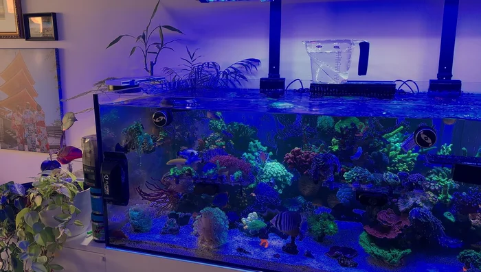 Prepare fresh and saltwater. Plan a water change after disturbing rocks on the sand.