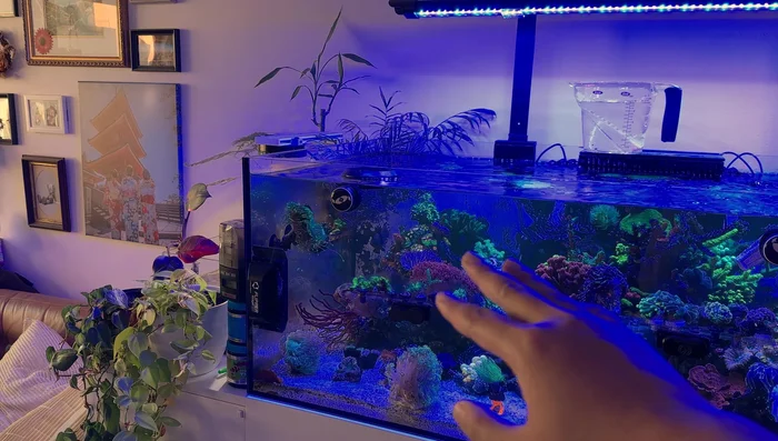 Carefully remove corals from the existing rocks. Easily removable corals (like those on frag plugs) can be plucked off. Zoas can be chipped off and re-glued.