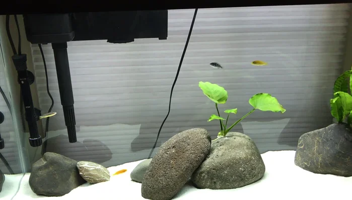 Optional Sanitization (for rocks collected underwater): Soak rocks in a bleach solution (1 cup bleach per 10 cups of water) for 5-10 minutes. Rinse VERY thoroughly afterwards.