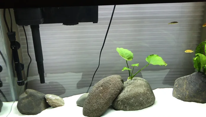 Air dry rocks in the sun for about an hour.