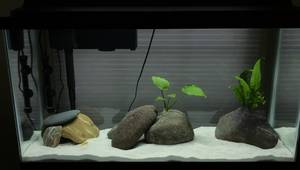 Aquarium Rock Preparation: The Ultimate Guide for Safe & Healthy Tanks