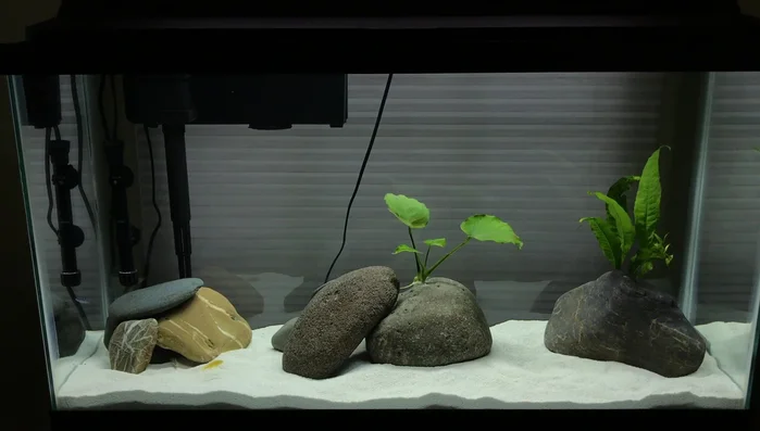 Add the prepared rocks to your aquarium.