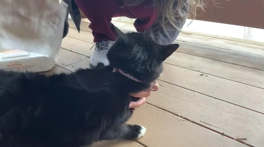 Wipes being used to clean Belle's fur.
