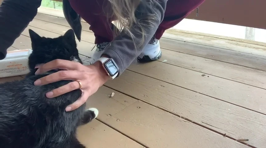 Wipes being used on Belle's fur.