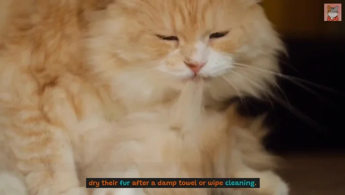 If tolerated by your cat, use a warm blow dryer to dry their fur after damp towel cleaning.