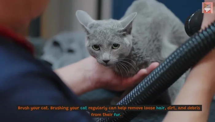 Use a flea comb to remove fleas, flea dirt, and debris.