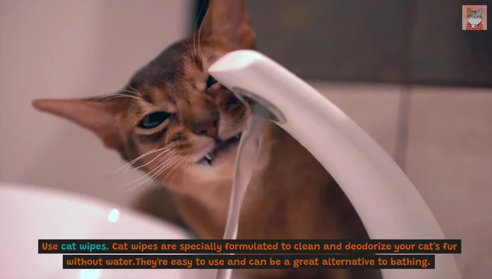 Use a cat-specific cleaning spray to remove dirt and debris while deodorizing and conditioning.