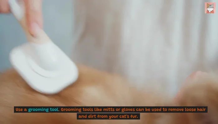 Use a flea comb to remove fleas, flea dirt, and debris.