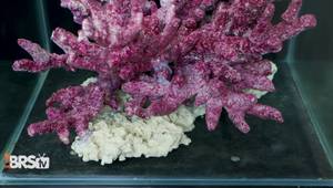 Dry Live Rock for Aquascaping: The Ultimate Buyer's Guide