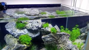 Aquascaping: Building a Majestic Cave Hardscape