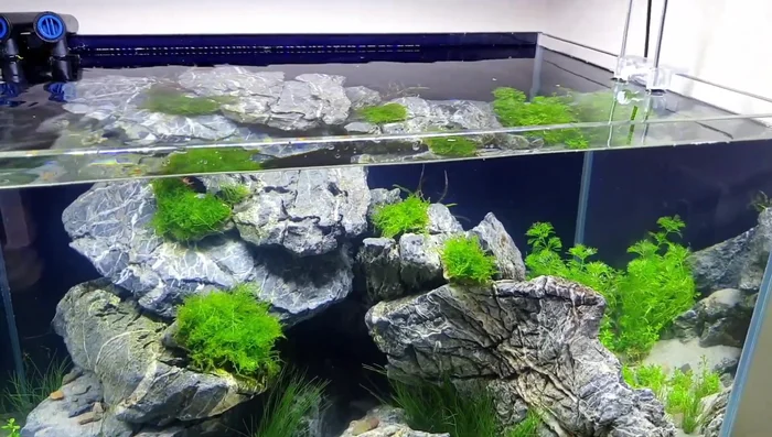 Add duckweed to the surface to help control algae and provide visual appeal.