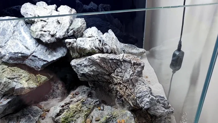 Add duckweed to the surface to help control algae and provide visual appeal.