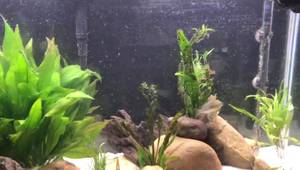 Safe & Natural Aquarium Scaping: Finding & Treating Rocks from Parks