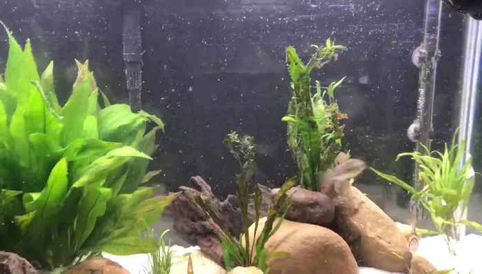 Once completely dry and free of chlorine smell, add the rocks to your aquarium.