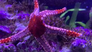 Red Tile Starfish Care Guide: A Comprehensive Overview