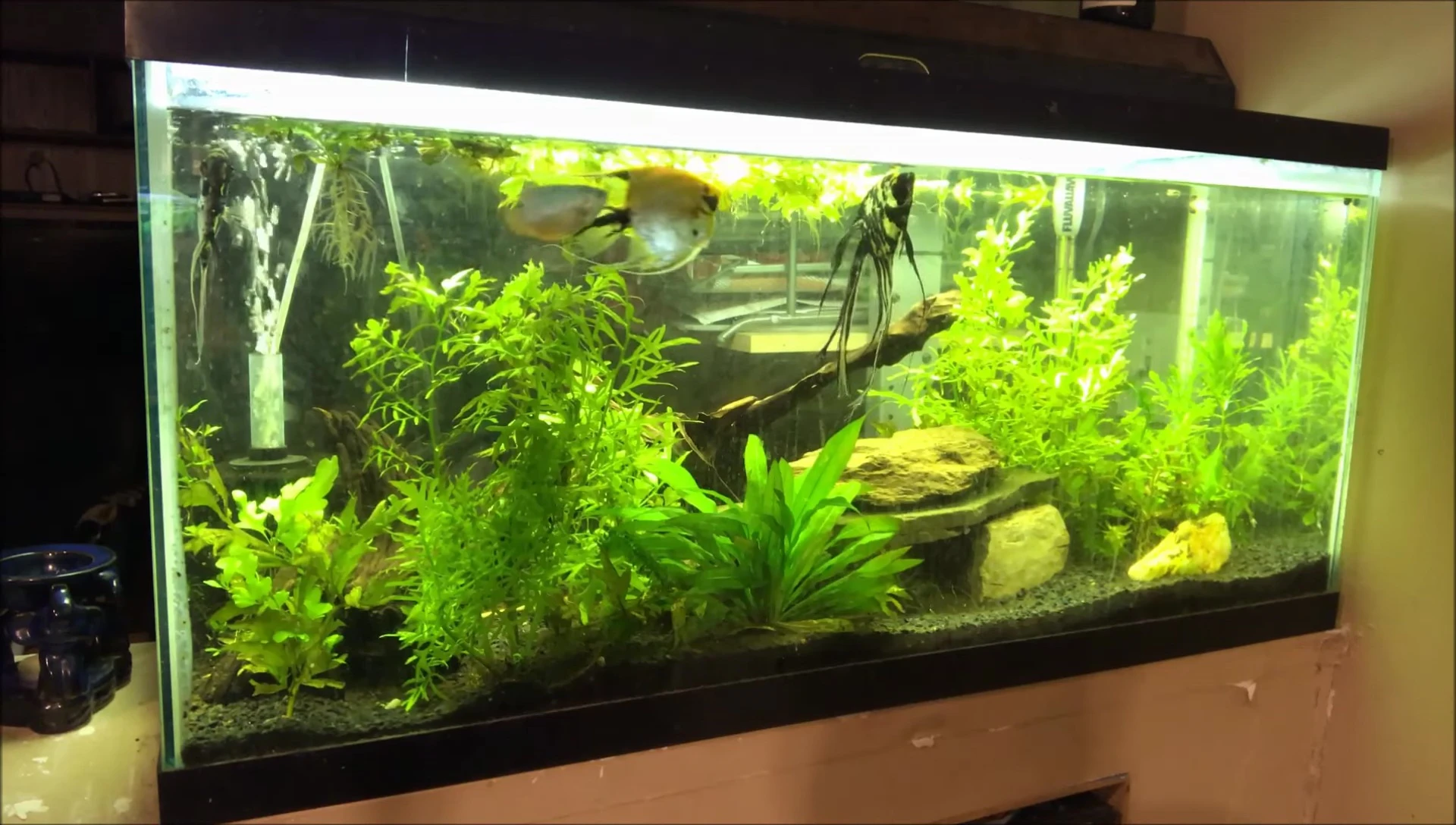 Goldfish and angelfish in the tank