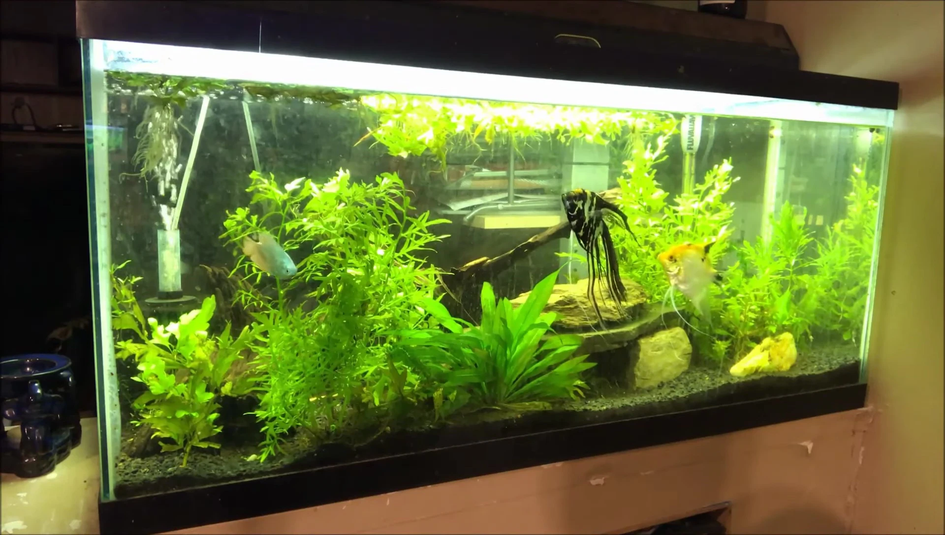 The lemon and clown plecos in their cave