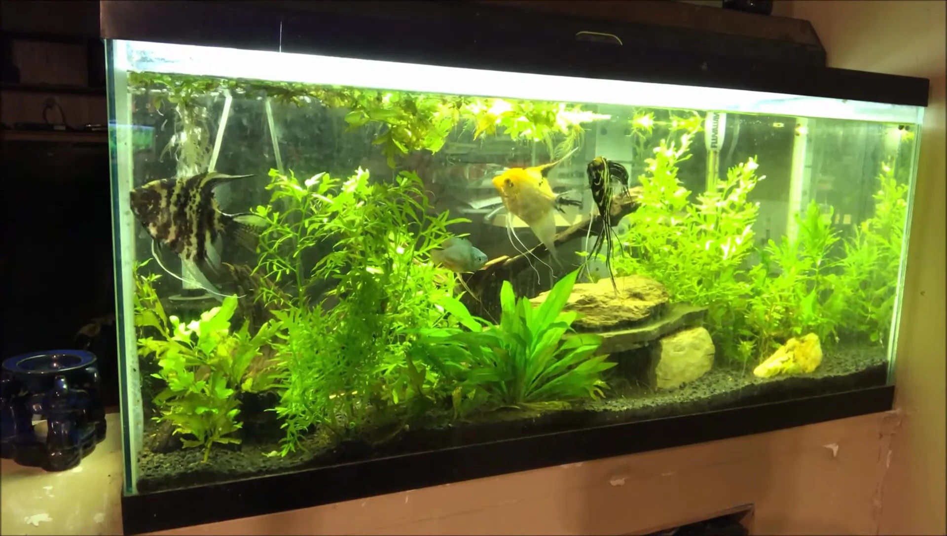 The 30-gallon tank between the kitchen and family room