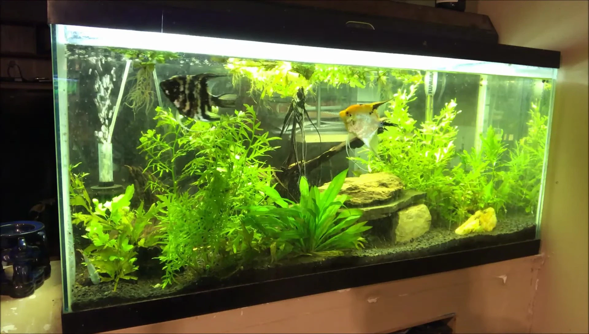 The lighting system above the tank