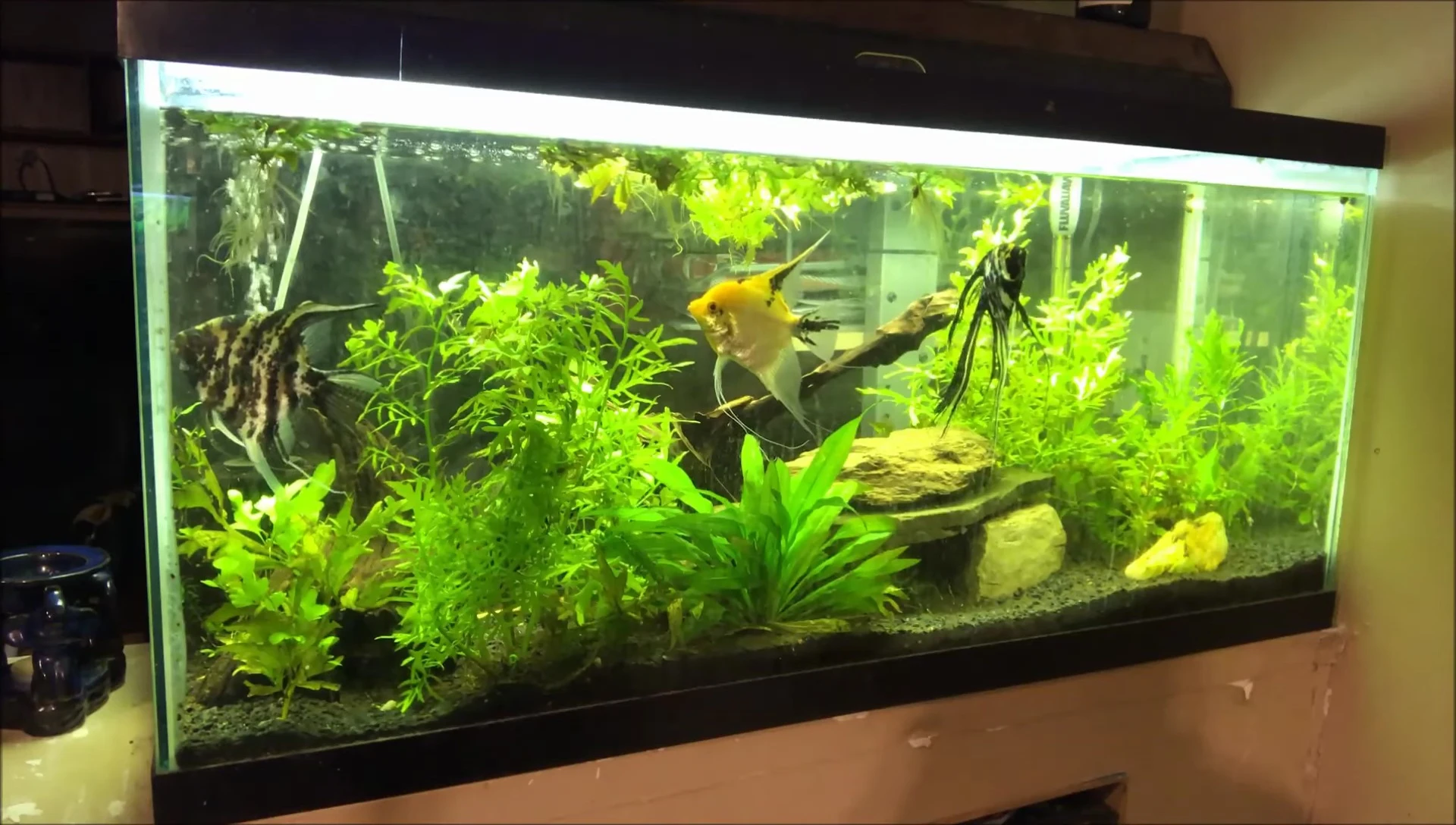 A final shot of the entire tank