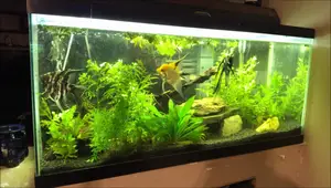 My Only Aquascaped Tank: A 30-Gallon Jewel