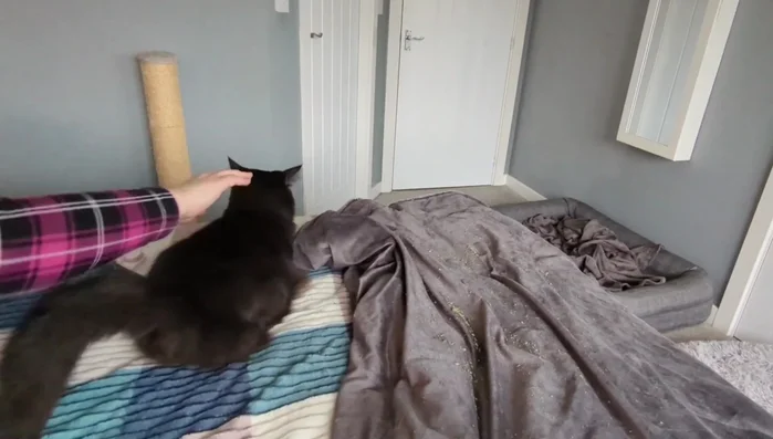 Start by interacting with the cat in a positive way, using gentle strokes and soothing words. Introduce the new brush slowly and subtly, without pressure.