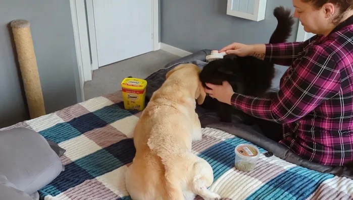 Continue with short, positive grooming sessions over time. Gradually increase the duration and intensity as the cat becomes more comfortable.