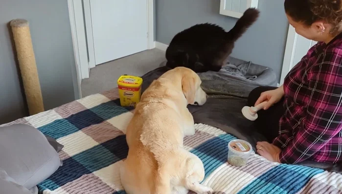 If the cat shows signs of stress or discomfort, immediately stop the grooming session and give the cat a break. Don't force the interaction.