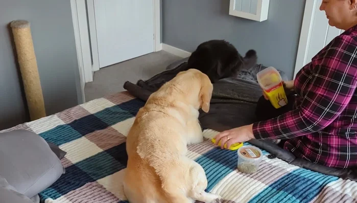 Use positive reinforcement. Reward the cat with treats and praise for any positive interaction with the brush, even if it's just brief tolerance.