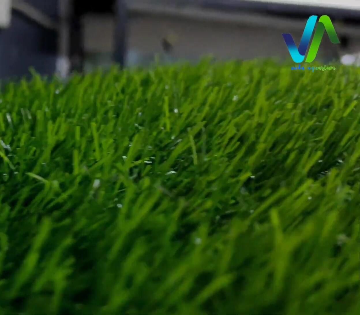 Grass mat used as an aquarium background