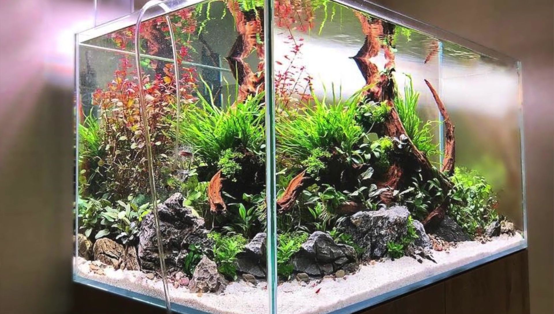 Overall view of the aquarium showing the background