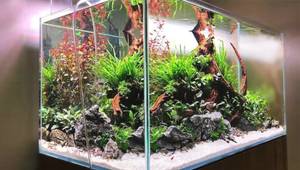 150 Gallon Ultrario Aquarium Review: A Stunning South American Biotope